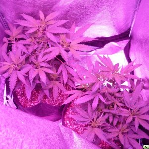 Jan 31th Bay 11 Clones