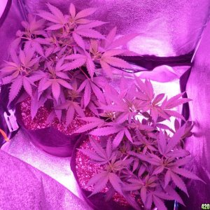 Jan 31th Bay 11 Clones