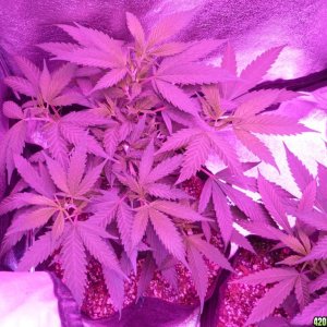 Jan 31th Bay 11 Clones