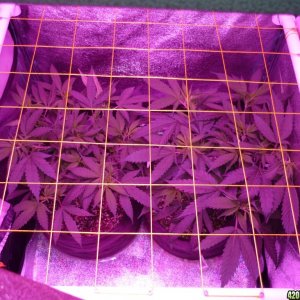 Feb 4th Bay 11 Clones