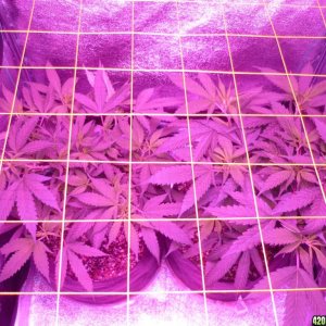 Feb 4th Bay 11 Clones