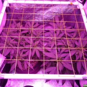 Feb 6th Bay 11 Clones Day 29