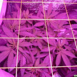 Feb 6th Bay 11 Clones Day 29