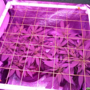 Feb 6th Bay 11 Clones Day 29