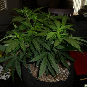 Feb 7th Bay 11 Clones Day 30 from CC