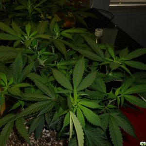 Feb 7th Bay 11 Clones Day 30 from CC