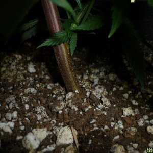 Feb 7th Bay 11 Clones Day 30 from CC