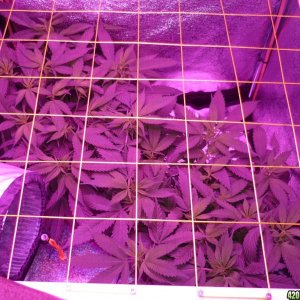 Feb 11th Bay 11 Clones Day 34 from CC