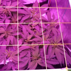 Feb 11th Bay 11 Clones Day 34 from CC