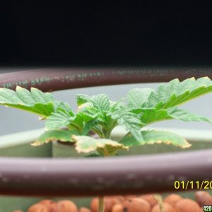 History of my first grow (Wonder Woman)