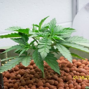 History of my first grow (Wonder Woman)