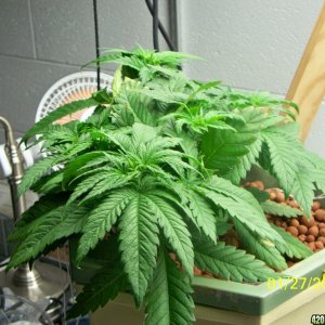 History of my first grow (Wonder Woman)