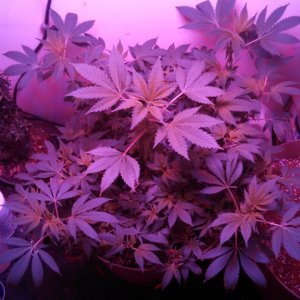 Antics Big Bang LED Grow