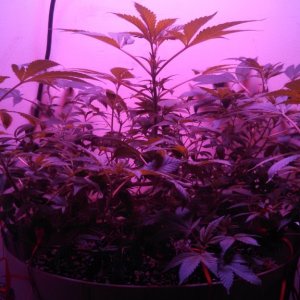 Antics Big Bang LED Grow