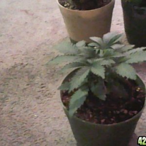 og kush grow update