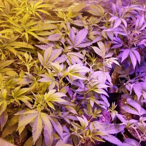 Multi strain L.E.D./HPS grow