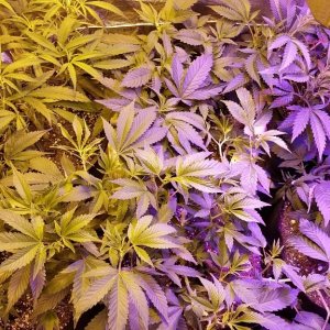 Multi strain L.E.D./HPS grow