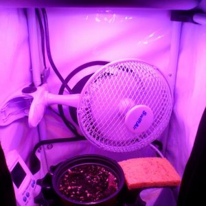 my microgrow tent