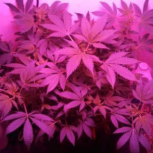 Antics Big Bang LED Grow