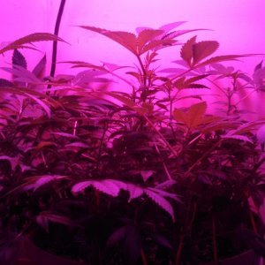 Antics Big Bang LED Grow