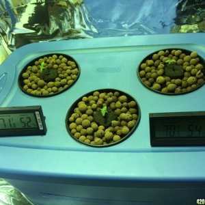 1st grow