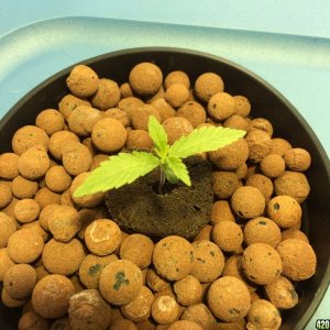 1st grow