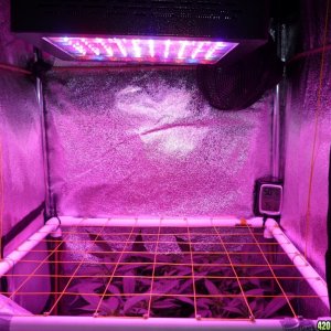 Feb 16th Mars II 400 Led Day 1 of Flower