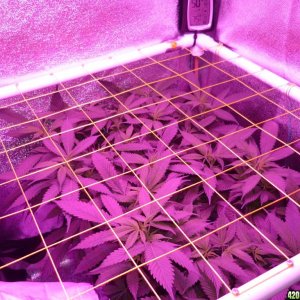 Feb 16th Mars II 400 Led Day 1 of Flower