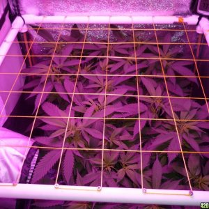 Feb 17th Bay 11 Clones Day 1 Flower