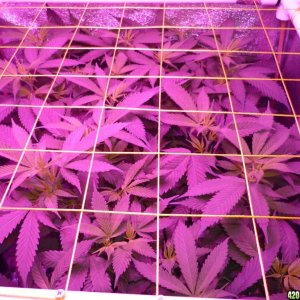 Feb 18th Beginning of Day 2 Flower Bay 11 Clones KK brand