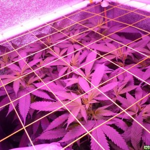 Feb 18th Beginning of Day 2 Flower Bay 11 Clones KK brand