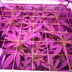 Feb 18th Beginning of Day 2 Flower Bay 11 Clones KK brand