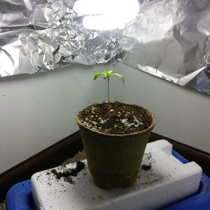 Seedling