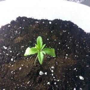 Seedling