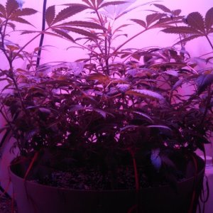 Antics Big Bang LED Grow