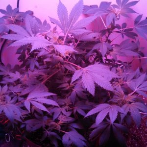 Antics Big Bang LED Grow