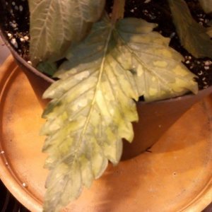 Spotted Leaves Problem help!