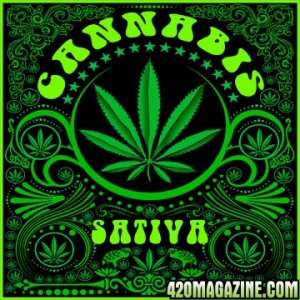 CANNABIS SATIVA