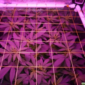 Feb 20th Bay 11 Clones Day 4 Flower