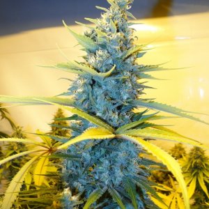 Organic G.D.P. x AK-47 Main Cola