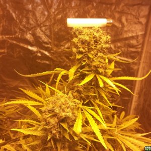 plant #4 cola