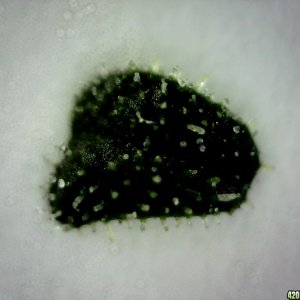 Topside of a sugar leaf from the F/C lady @ ~200X