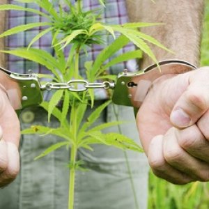 handcuffs plant