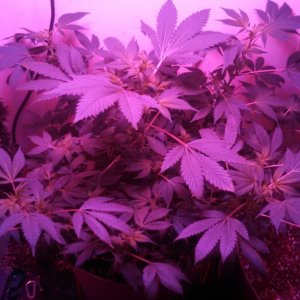 Antics Big Bang LED Grow