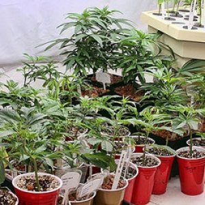 indoor small grow