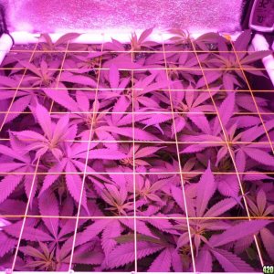 Feb 23rd Day 7 Bloom Bay 11 Clones