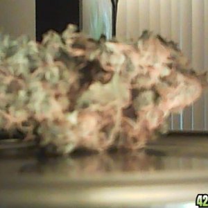 diffrent nug pics