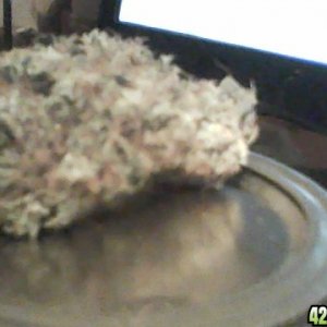 diffrent nug pics