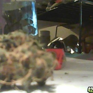 diffrent nug pics