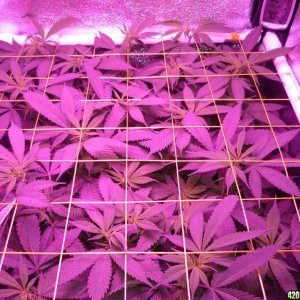 Bay 11 Clones Feb 24th Day 8 Bloom